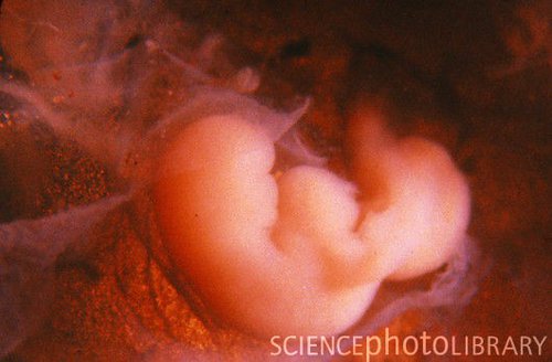 Признаки и особенности имплантации эмбриона